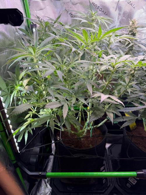 Mango Frost & Mango Cherry Runtz. Week 7