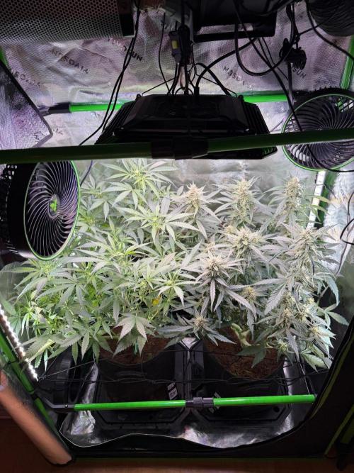 Mango Frost & Mango Cherry Runtz. Week 7