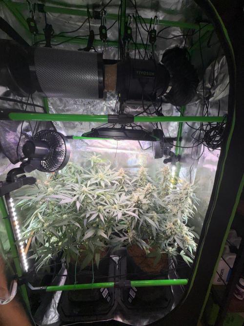 Mango Frost & Mango Cherry Runtz. Week 8