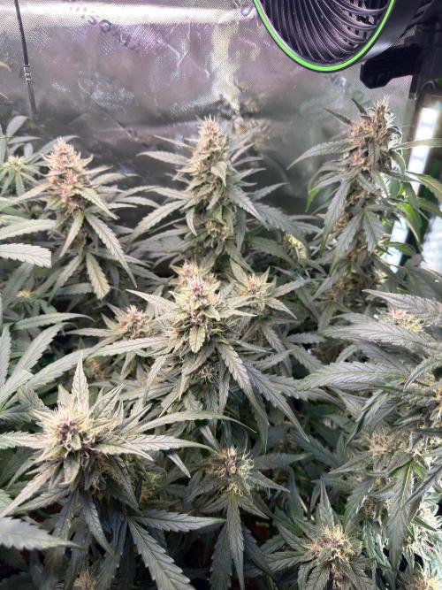 Mango Frost & Mango Cherry Runtz. Week 8