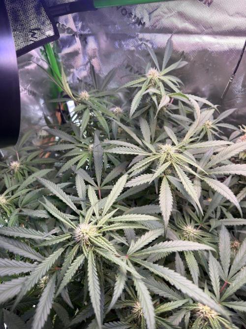 Mango Frost & Mango Cherry Runtz. Week 8