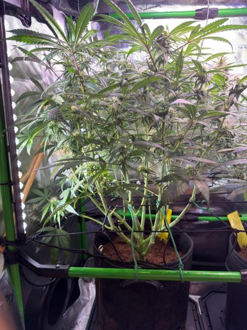 Mango Frost & Mango Cherry Runtz. Week 8