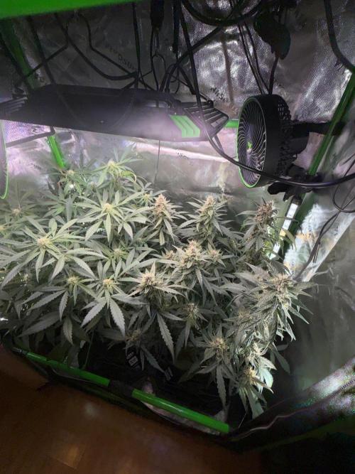 Mango Frost & Mango Cherry Runtz. Week 8