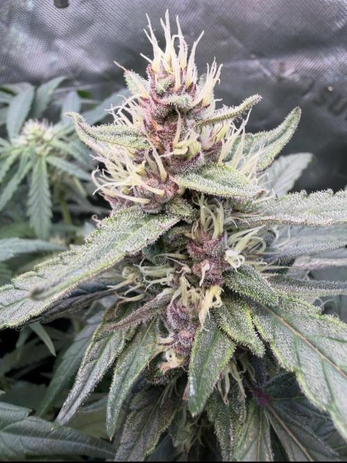 Mango Frost & Mango Cherry Runtz. Week 8