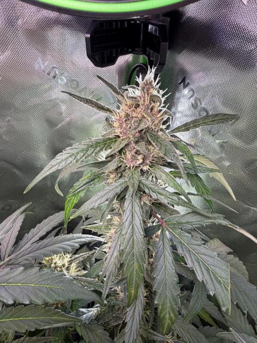 Mango Frost & Mango Cherry Runtz. Week 8