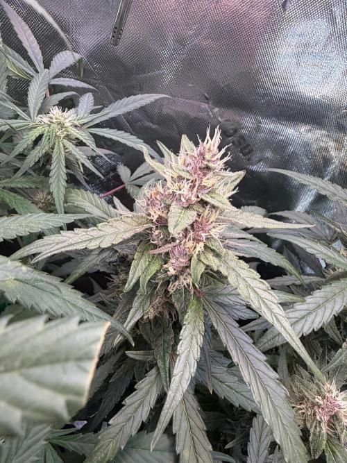 Mango Frost & Mango Cherry Runtz. Week 8