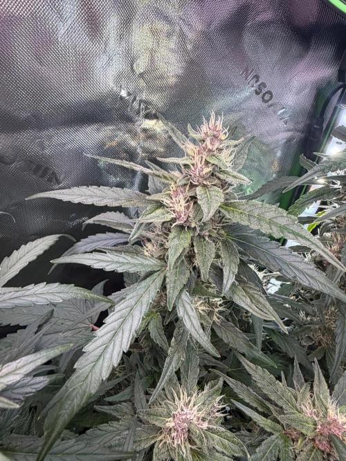 Mango Frost & Mango Cherry Runtz. Week 8