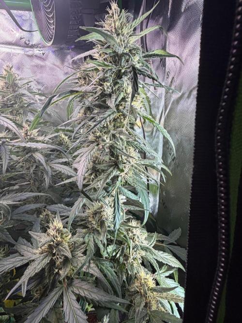 Mango Frost & Mango Cherry Runtz. Week 8