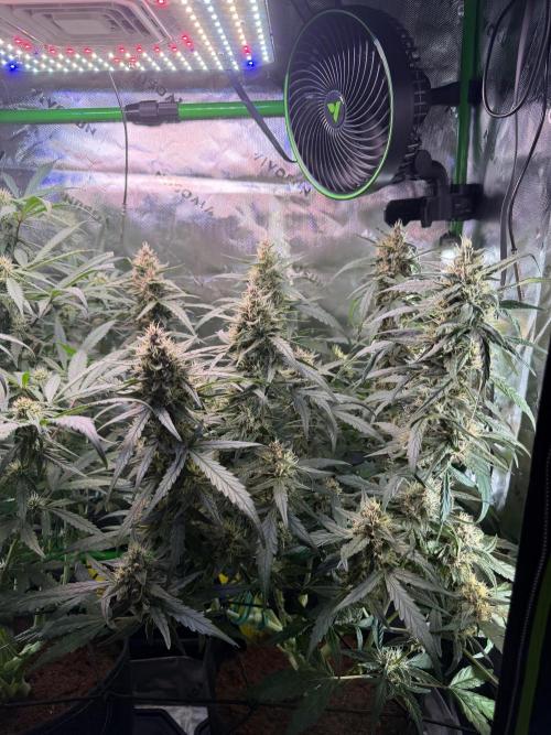 Mango Frost & Mango Cherry Runtz. Week 8