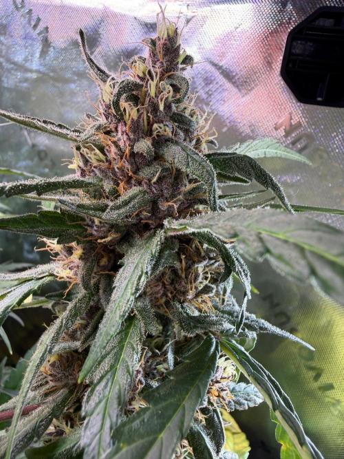 Mango Frost & Mango Cherry Runtz. Week 9