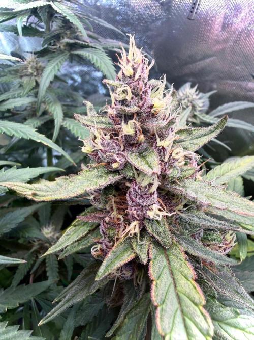 Mango Frost & Mango Cherry Runtz. Week 9