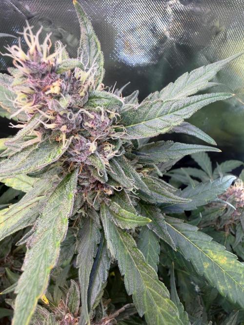Mango Frost & Mango Cherry Runtz. Week 9