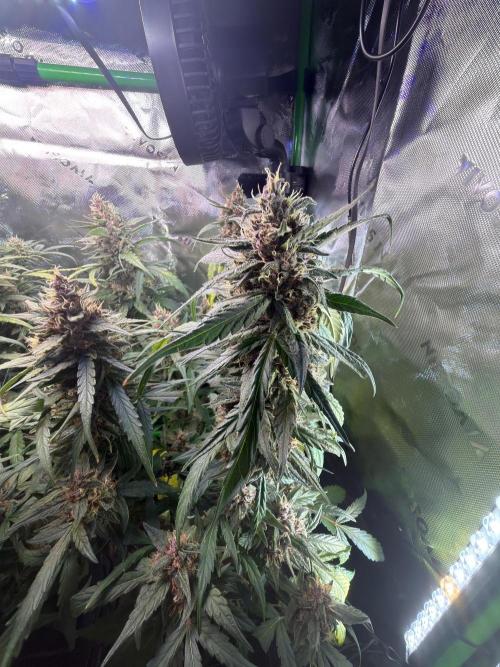 Mango Frost & Mango Cherry Runtz. Week 9