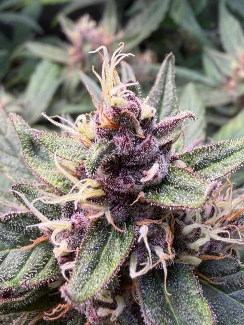 Mango Frost & Mango Cherry Runtz. Week 9