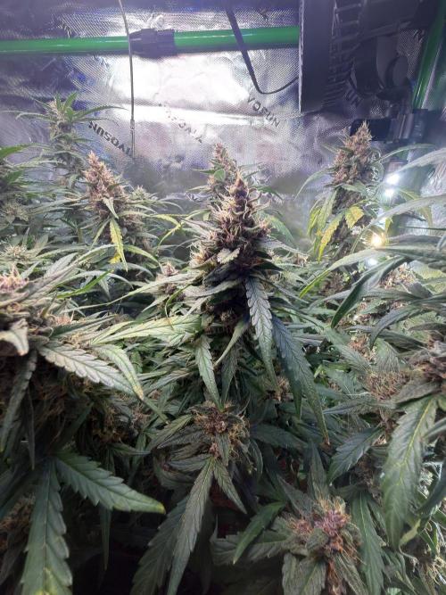 Mango Frost & Mango Cherry Runtz. Week 9