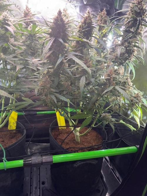 Mango Frost & Mango Cherry Runtz. Week 9