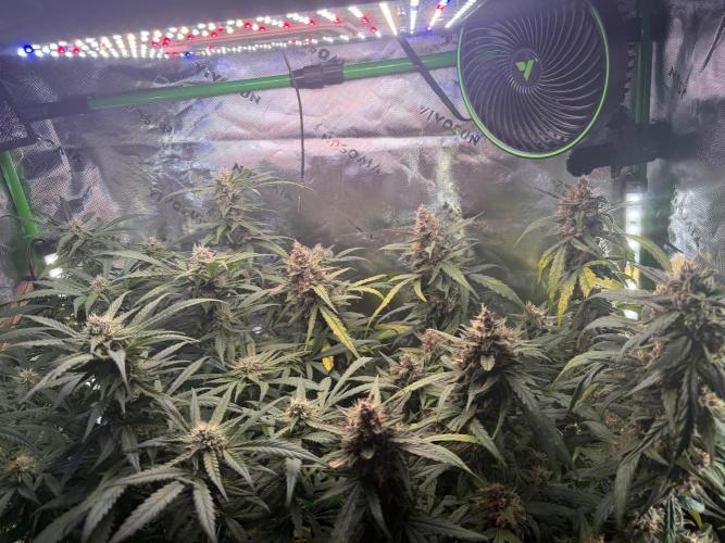 Mango Frost & Mango Cherry Runtz. Week 9