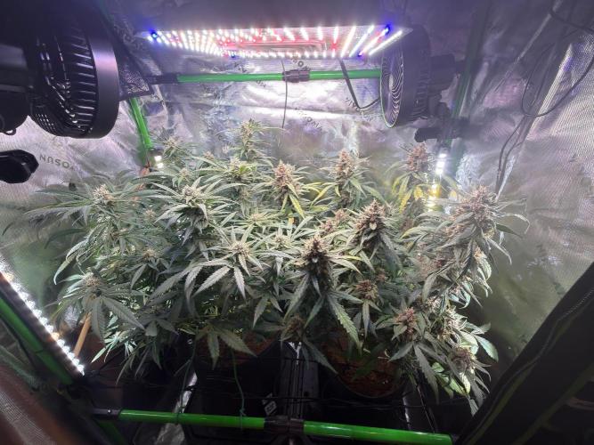 Mango Frost & Mango Cherry Runtz. Week 9