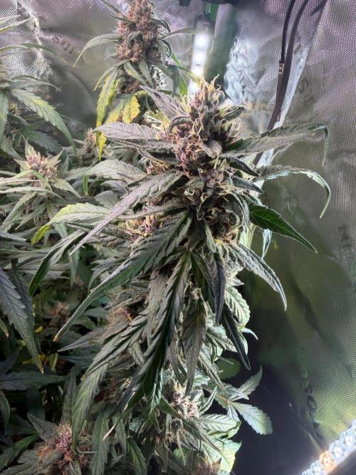 Mango Frost & Mango Cherry Runtz. Week 9