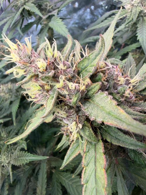 Mango Frost & Mango Cherry Runtz. Week 9