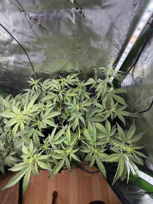 Mango 42Fastbuds. Week 4 - MCR 