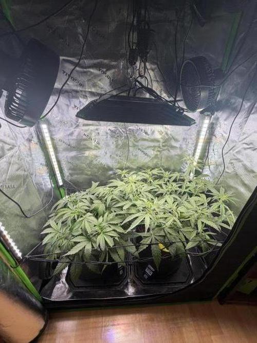 Mango 42Fastbuds. Week 4 - MF&MCR