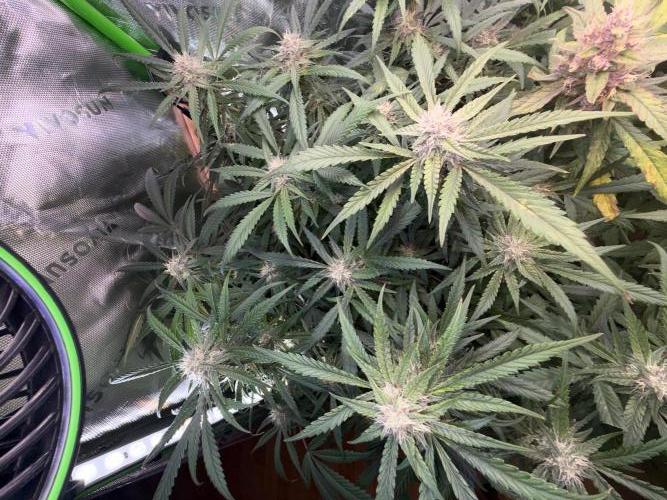 Mango Frost & Mango Cherry Runtz. Week 9