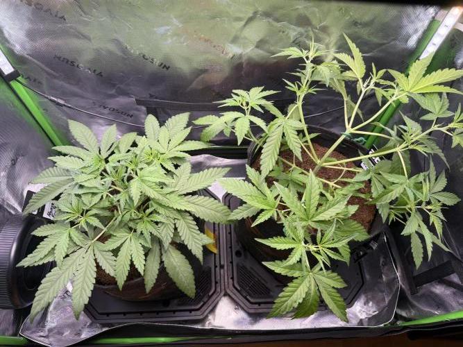 Mango 42Fastbuds. Week 3