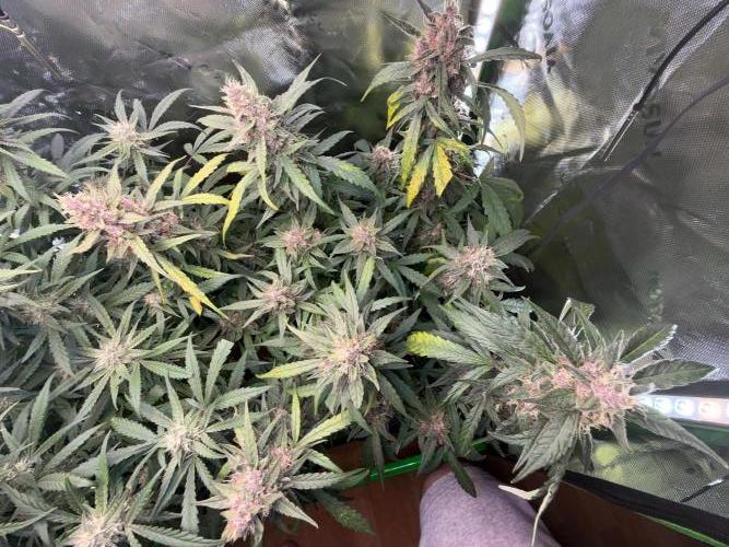 Mango Frost & Mango Cherry Runtz. Week 9