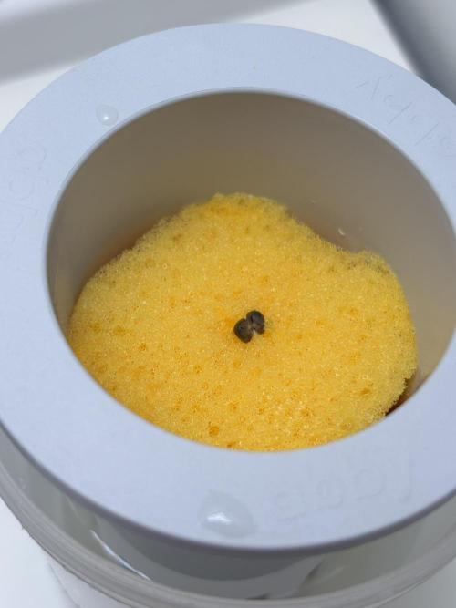 First Ever Grown! + Hey Abby OG🤞🏼. Week 0 - Hoping this is a banger!