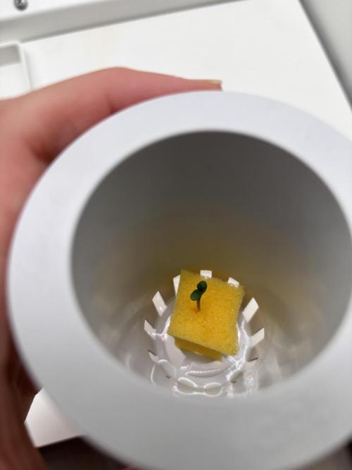 First Ever Grow!+Hey Abby OG Hydro/DWC. Week 0