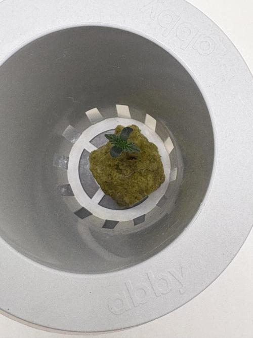 *MAKI* First Ever Grow!+Hey Abby OG DWC. Week 0 - *UPDATE* 11/24/2025 