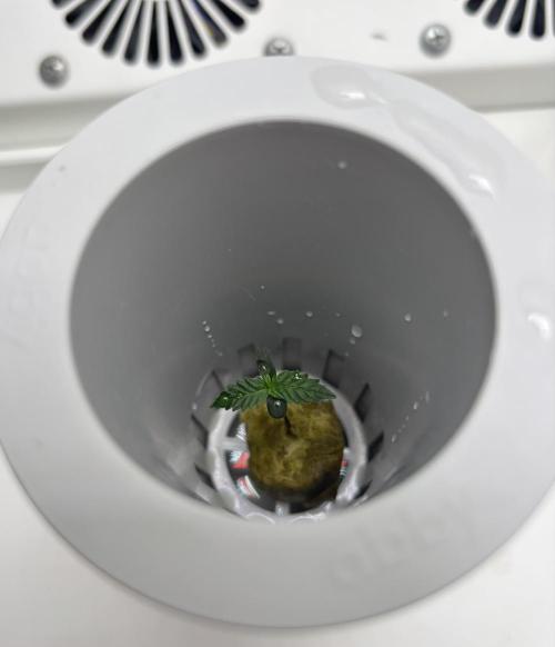 *MAKI* First Ever Grow!+Hey Abby OG DWC. Week 0 - *UPDATE* 11/28/2025