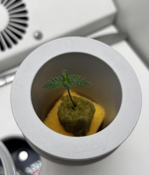 *MAKI* First Ever Grow!+Hey Abby OG DWC. Week 0 - *UPDATE* 11/30/2025