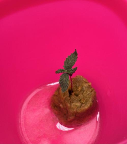 *MAKI* First Ever Grow!+Hey Abby OG DWC. Week 0 - *UPDATE* 12/05/2024