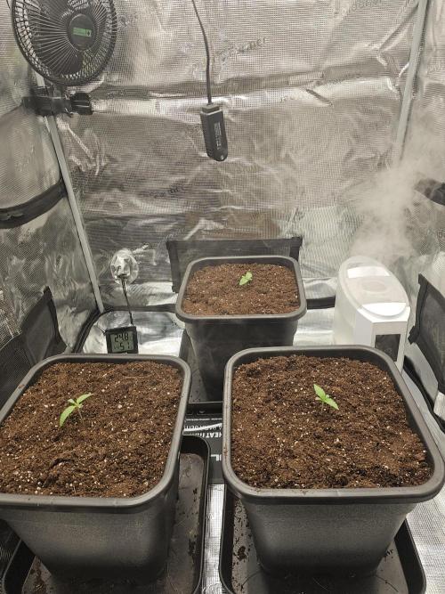 Royal AK Fem + O.G. Kush RQS. Week 0