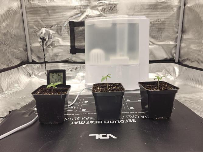 Royal AK Fem + O.G. Kush RQS. Week 0