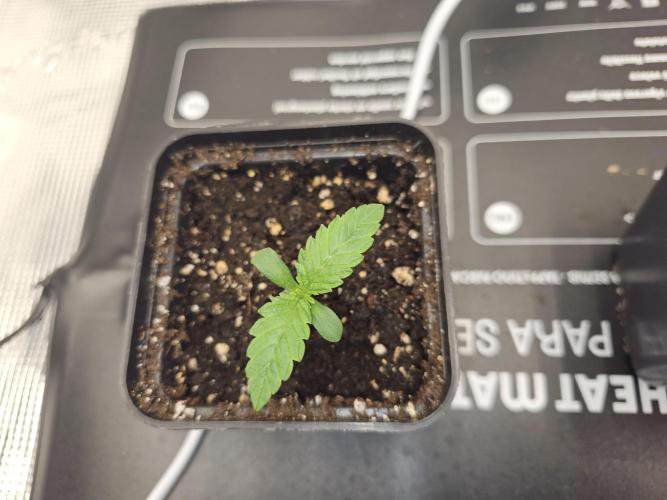 Royal AK Fem + O.G. Kush RQS. Week 0