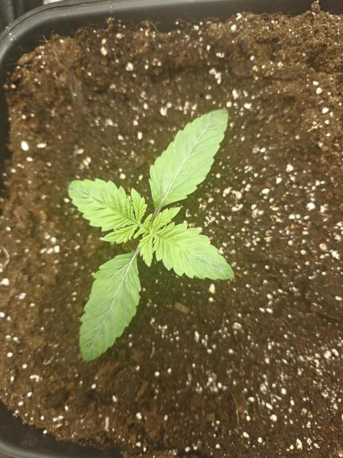 Royal AK Fem + O.G. Kush RQS. Week 1