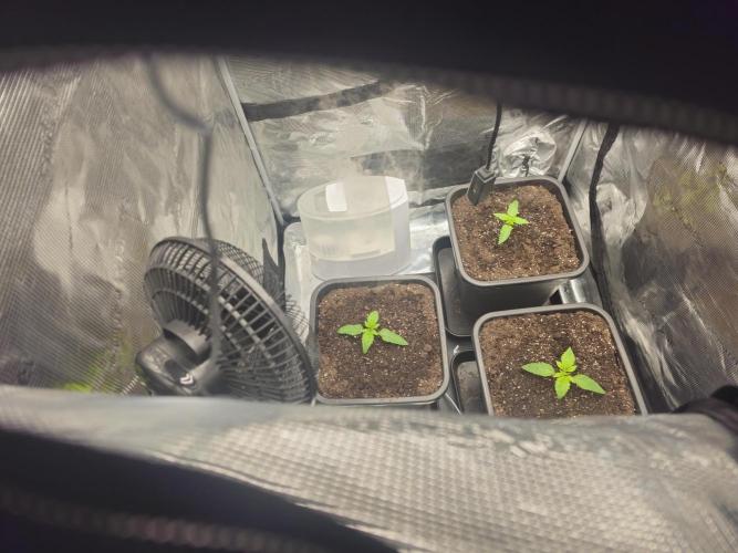 Royal AK Fem + O.G. Kush RQS. Week 1