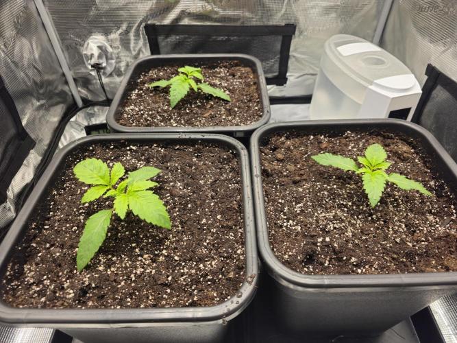 Royal AK Fem + O.G. Kush RQS. Week 1