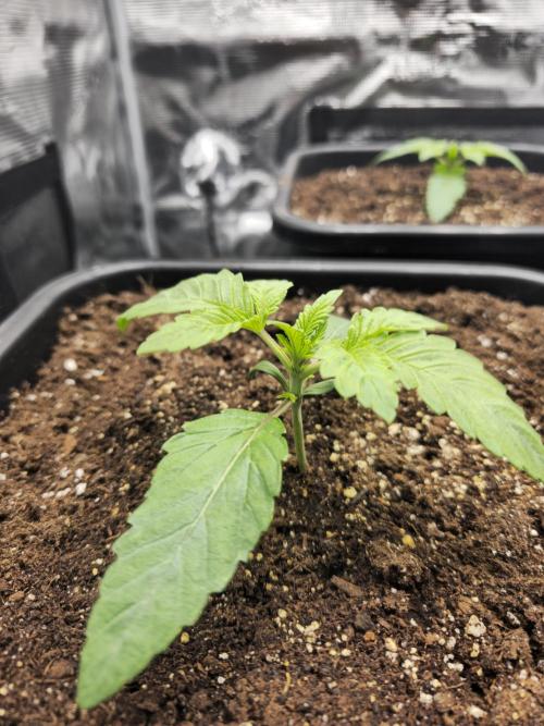 Royal AK Fem + O.G. Kush RQS. Week 1