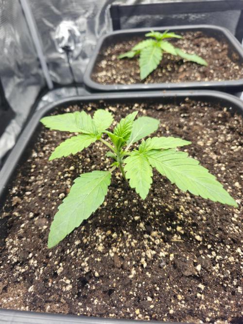 Royal AK Fem + O.G. Kush RQS. Week 1