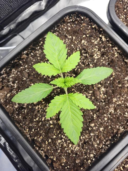 Royal AK Fem + O.G. Kush RQS. Week 1