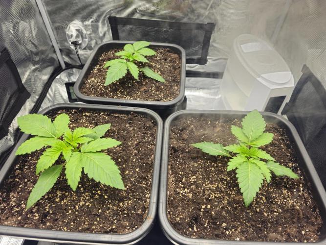 Royal AK Fem + O.G. Kush RQS. Week 1