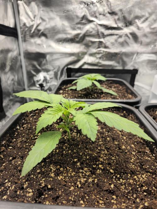 Royal AK Fem + O.G. Kush RQS. Week 1