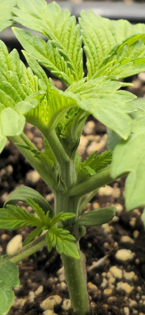 Royal AK Fem + O.G. Kush RQS. Week 1