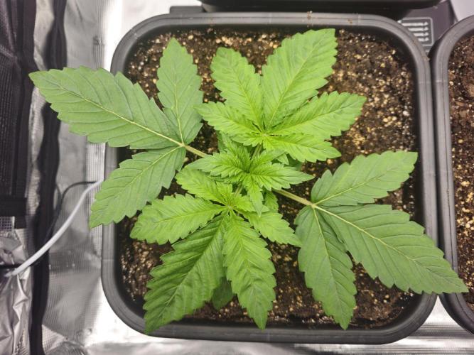 Royal AK Fem + O.G. Kush RQS. Week 2 - Day 14