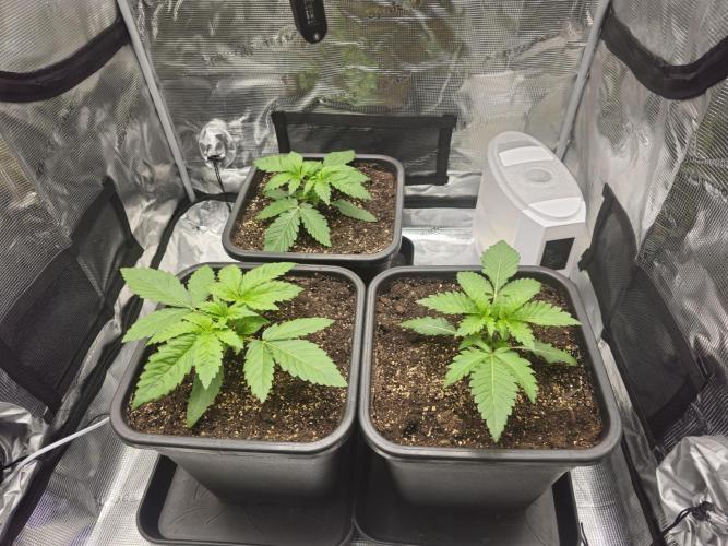 Royal AK Fem + O.G. Kush RQS. Week 2 - Day 14