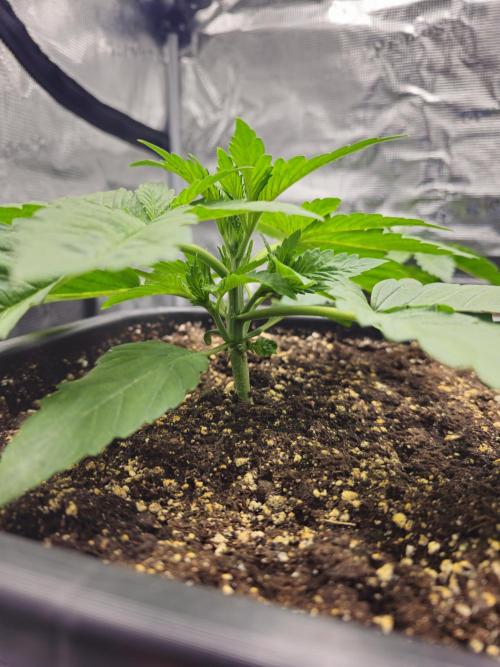 Royal AK Fem + O.G. Kush RQS. Week 2